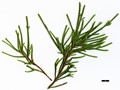 SpeciesSub: subsp. californica